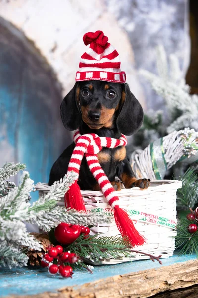 Hond Teckel Nieuwjaar Puppy Kerst Hond — Stockfoto