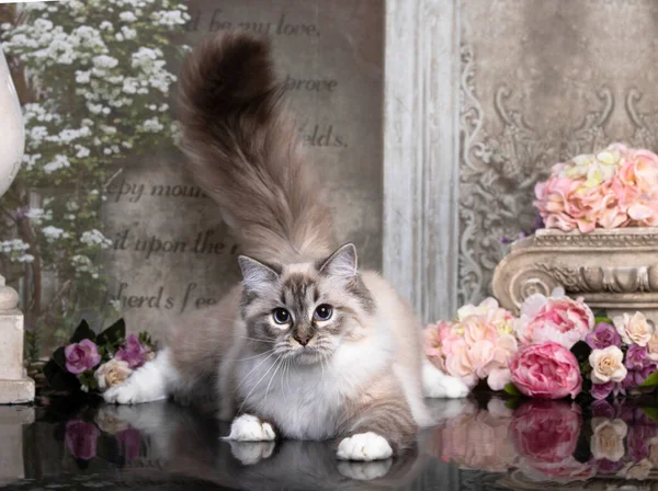 Szmaciana Lalka Kot Młody Kot Tle Retro — Zdjęcie stockowe