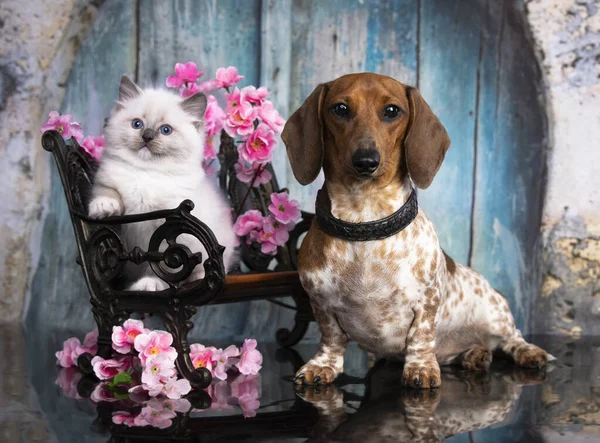 猫と犬 ダックスフントの子犬のピーボールと子猫のラグドールの子猫 — ストック写真