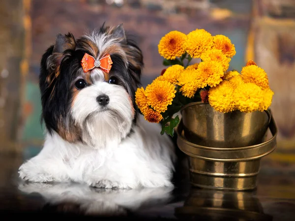 Welpe Hund Biewer Yorkshire Terrier Und Herbstblumen Gelbe Dahlien — Stockfoto