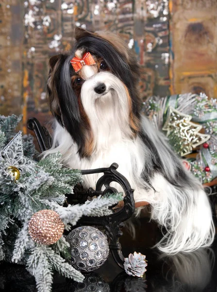 Weihnachtshund Biewer Yorkshire Terrier Retro Winterhintergrund — Stockfoto