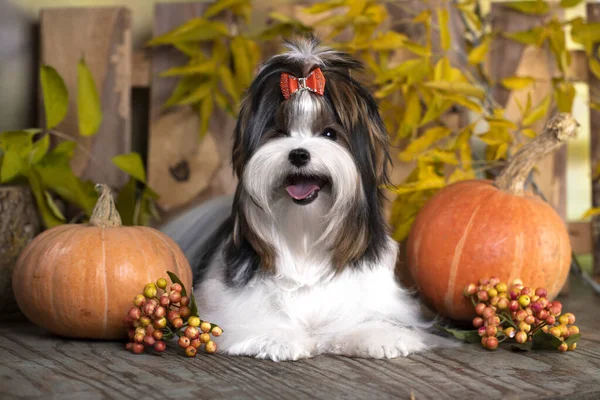 Puppy Hond Biewer Yorkshire Terrier Herfst Gele Pompoenen — Stockfoto