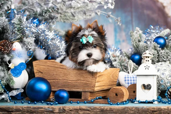 子犬の犬ビューアヨークシャーテリアはクリスマスツリーの前のそりでクリスマスプレゼントに座っています メリークリスマス — ストック写真