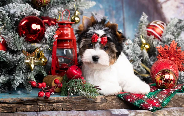 Yorkshire Terrier Sitzt Mit Weihnachtsgeschenken Einem Schlitten Vor Einem Weihnachtsbaum — Stockfoto