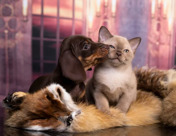 Köpek Yavrusu Dachshund Brovn Ten Rengi Kedi Yavrusu Kedi Köpek — Stok fotoğraf