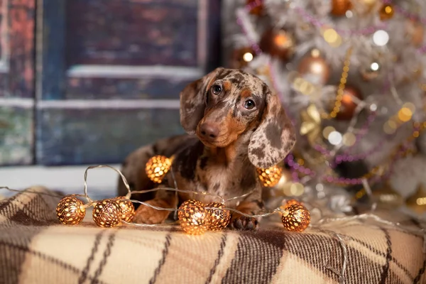 chocolate dachshunds dog; marble dachshund