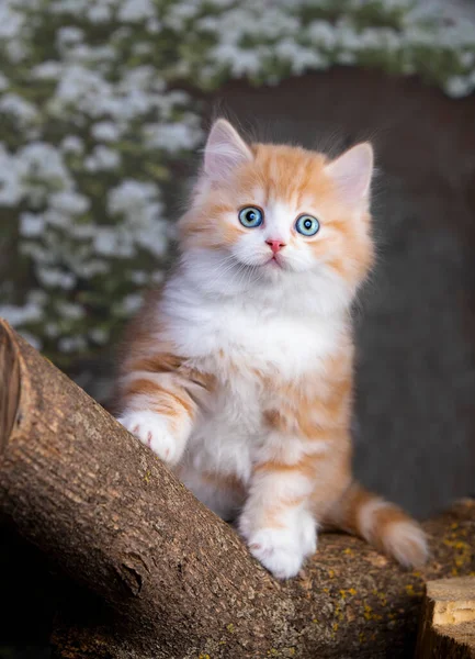 Hermoso Gato Rojo Sobre Fondo Azul —  Fotos de Stock