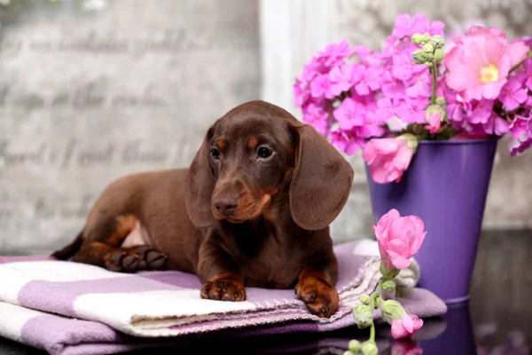 Dachshund Puppy Brown Tan Marble Color Bouquet Pink Flowers — Stock Photo, Image