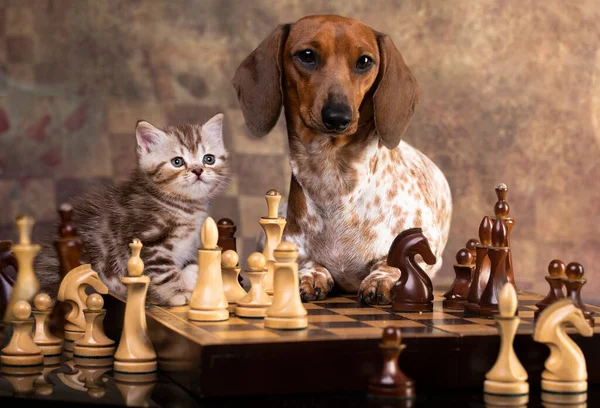 Dachshund Gatinho Jogar Xadrez Xadrez Jogo Intelectual Gato Cão — Fotografia de Stock