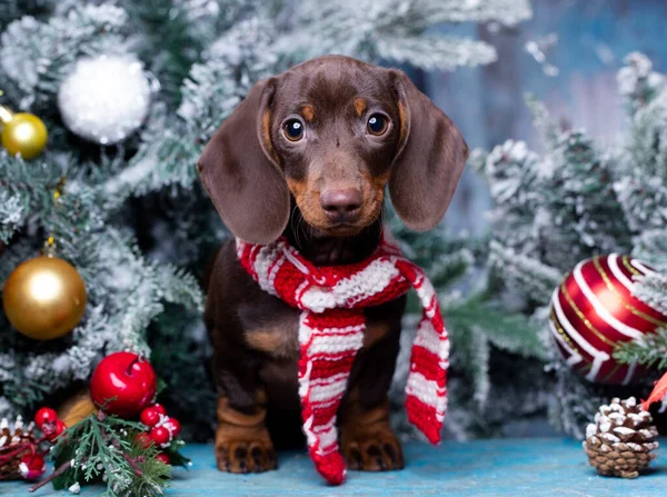 Dachshund Filhote Cachorro Cão Ano Novo Cão Natal — Fotografia de Stock