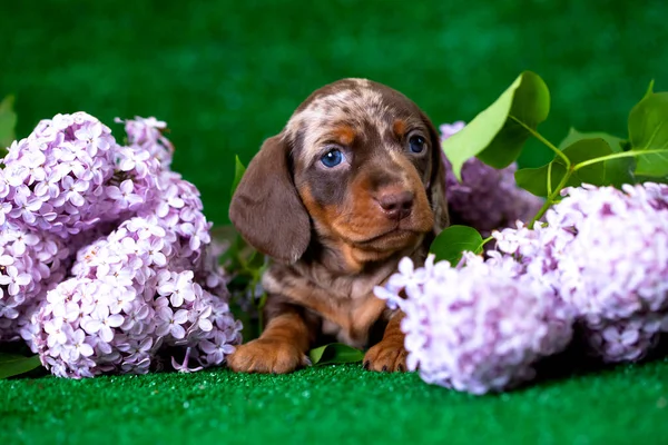 ダックスフンド犬褐色とライラック紫谷の春のユリ — ストック写真