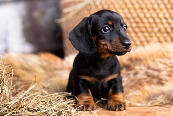 Dachshund Щенок Черный Цвет Загара — стоковое фото