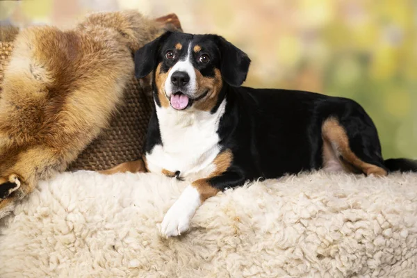 Entlebucher Mountain Dog Ritratto Cane Primo Piano — Foto Stock