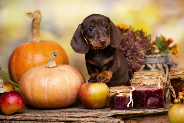 Perros Dachshunds Decoración Cachorros Otoño Calabazas Bayas Hojas — Foto de Stock