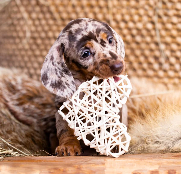 Cachorro Conejo Pequeño Dachshund Color Mármol Cachorro Arena —  Fotos de Stock