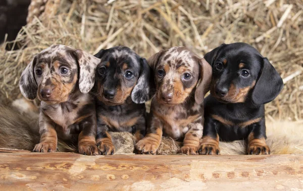 Group Dogs Dachshunds Puppies Small Rabbit Dachshunds Different Colors Marbled — Stock Photo, Image