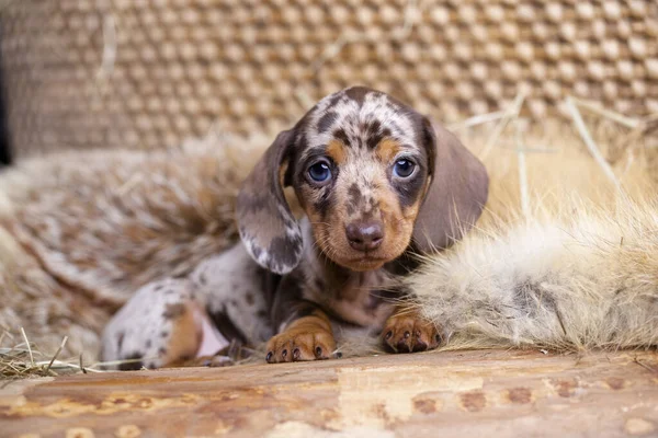 Cão Dachshund Cachorro Cão Brovn Tan Merle Cor Retrato — Fotografia de Stock