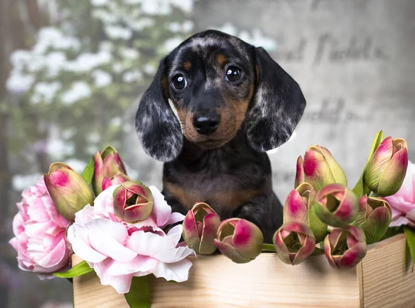 Bassotto Cucciolo Marrone Tan Merle Cane Fiori Primaverili — Foto Stock