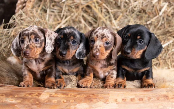 Group Dogs Dachshunds Puppies Small Rabbit Dachshunds Different Colors Marbled Stock Photo