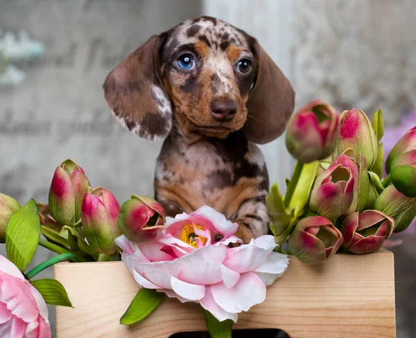Dachshund Κουτάβι Καφέ Καφέ Καφέ Σκυλί Merle Και Λουλούδια Άνοιξη — Φωτογραφία Αρχείου