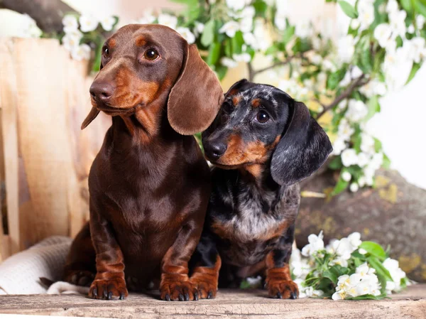 Ομάδα Σκύλοι Dachshunds Και Λουλούδια Άνοιξη Γιασεμί Πορτρέτο Σκυλιών — Φωτογραφία Αρχείου