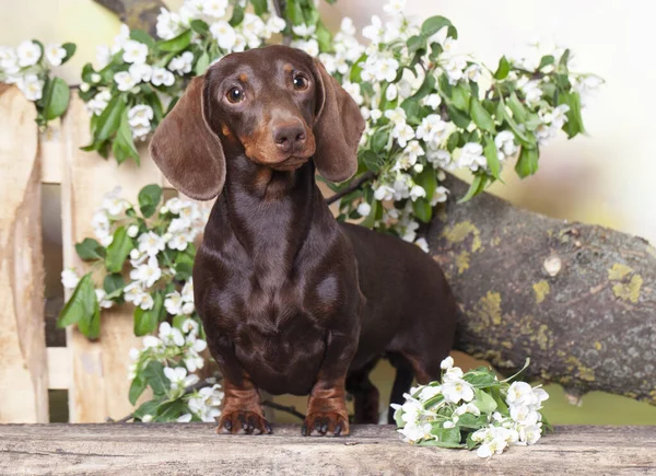 Honden Teckels Bloemen Voorjaar Jasmijn Honden Portret — Stockfoto