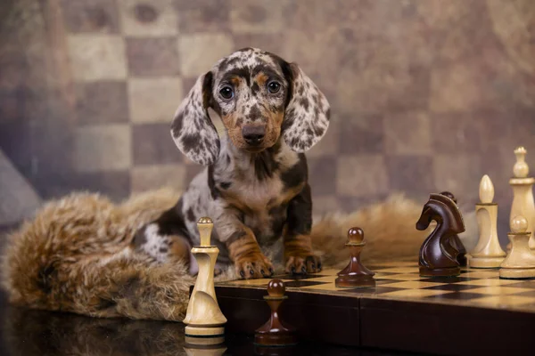 Dachshund Puppy Play Chess Chess Intellectual Game — Stock Photo, Image