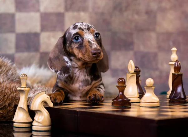 Dachshund Cachorro Jugar Ajedrez Ajedrez Juego Intelectual —  Fotos de Stock