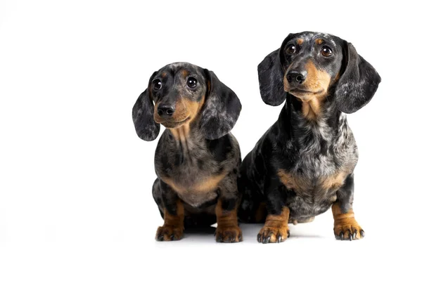 Taxshund Hund Porträtt Mamma Hund Och Valp Marmorerad Färg — Stockfoto