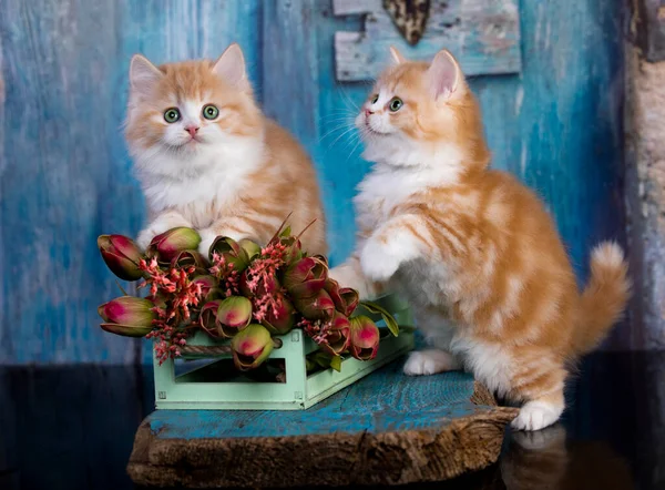 Tvo Red Cats Blue Background Flowers Spring — Stock Photo, Image