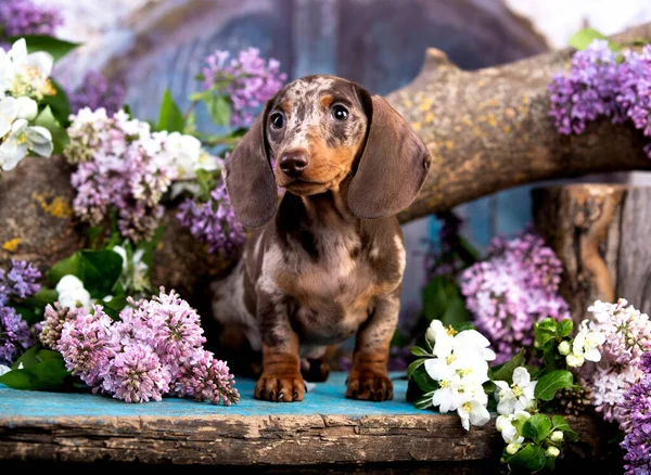 Cachorro Dachshund Marrón Bronceado Merle Color Flores Primavera — Foto de Stock