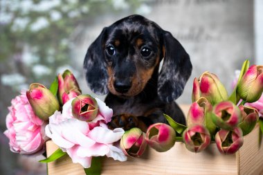 dachshund puppy brown tan marble color and bouquet of pink flower clipart