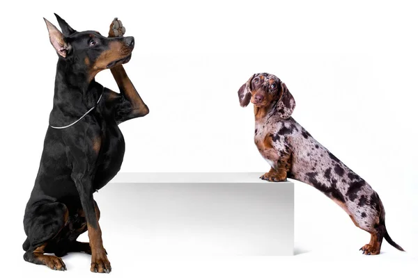 Boş Reklam Panosu Olan Köpek Dachshund Doberman Köpek Pankartın Üstünde Telifsiz Stok Imajlar