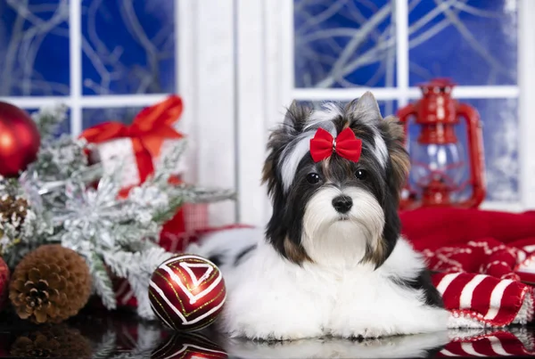 Boże Narodzenie Szczeniak Biewer Yorkshire Terrier Retro Zimowym Tle — Zdjęcie stockowe