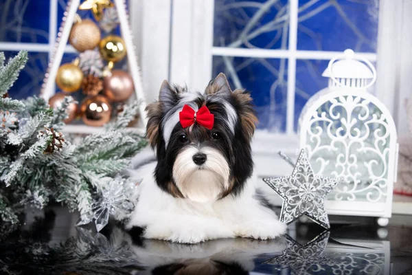 Yılbaşı Köpeği Biewer Yorkshire Teriyeri Nin Eski Kış Grubunda — Stok fotoğraf