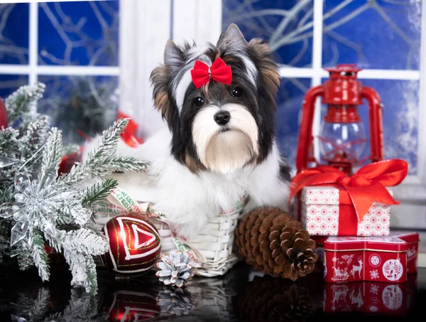 Chiot Noël Biewer Yorkshire Terrier Dans Backgroun Hiver Rétro — Photo