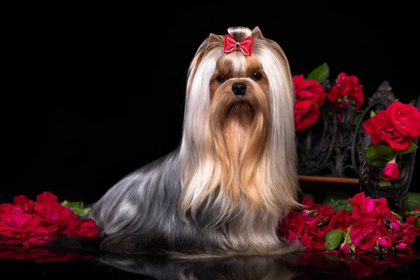 Dog Yorkshire Terrier Svart Bakgrund Och Rosor Röd — Stockfoto