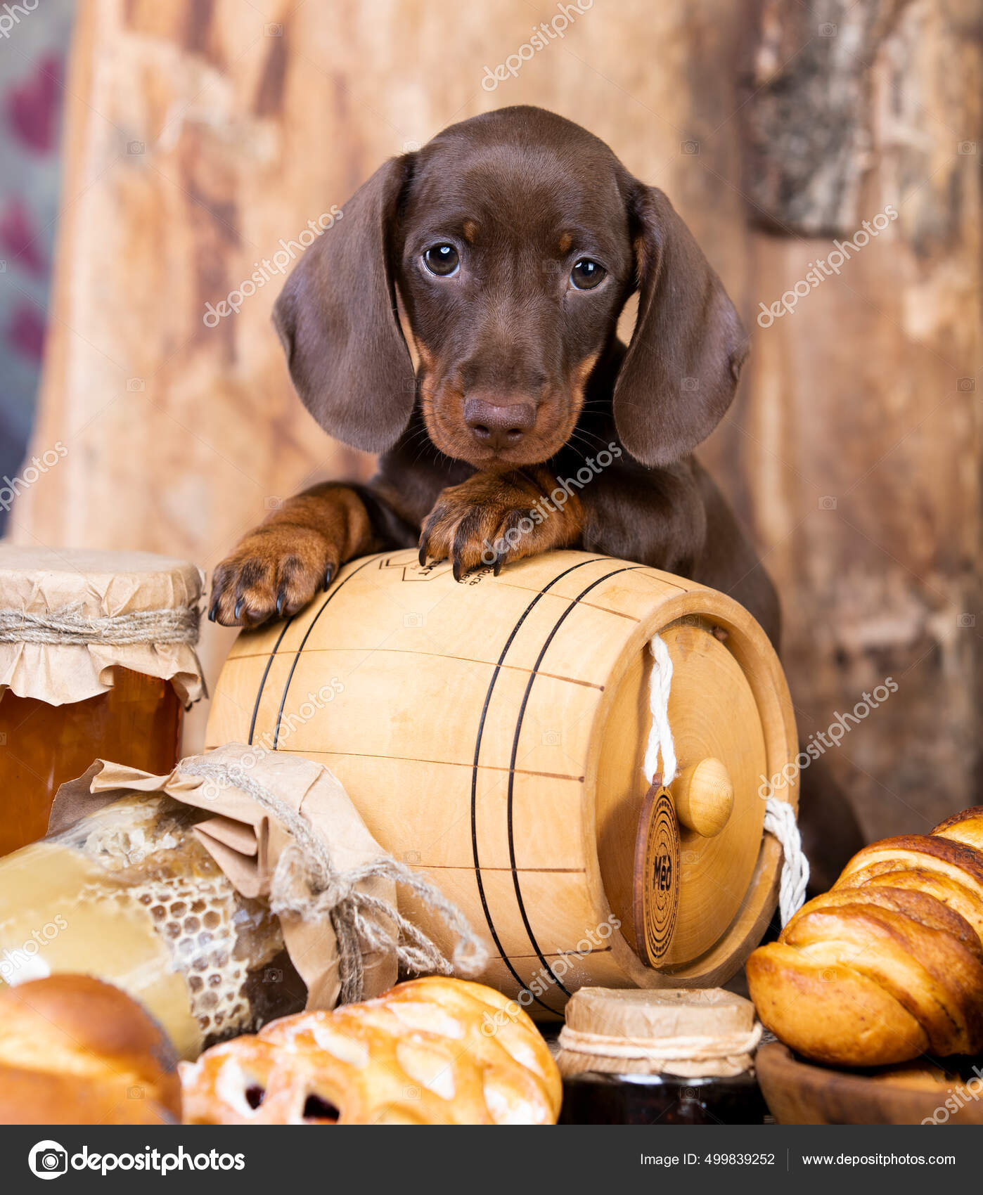 Can Puppies Eat Bread