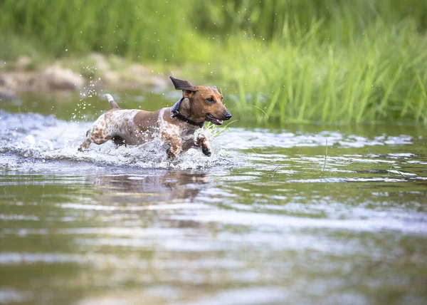 Dachshund Jumping Water — Stock Photo, Image