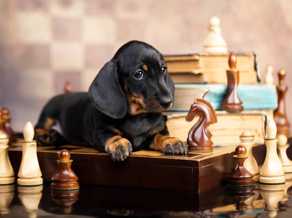 Dachshund Cucciolo Giocare Scacchi Scacchi Gioco Intellettuale — Foto Stock