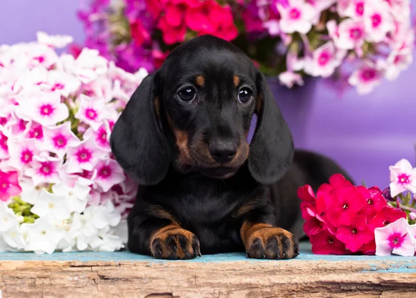 Perro Salchicha Negro Color Bronceado Flores — Foto de Stock