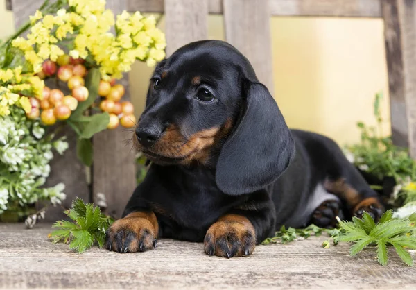 Korish uchun jinsiy aloqa faqat erotik videolar