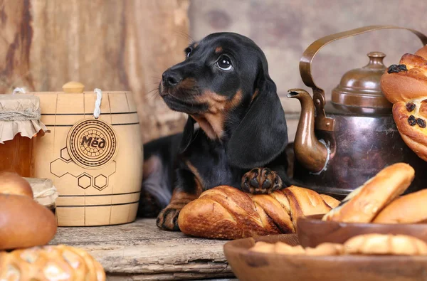 Dachshund Köpeği Yiyecek Bal Kek Ekmek — Stok fotoğraf