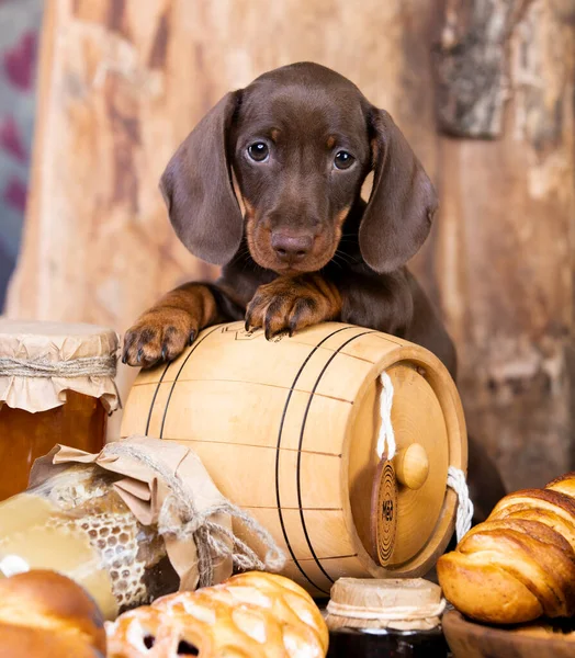 Dachshund Cachorro Comida Mel Muffins Pão — Fotografia de Stock