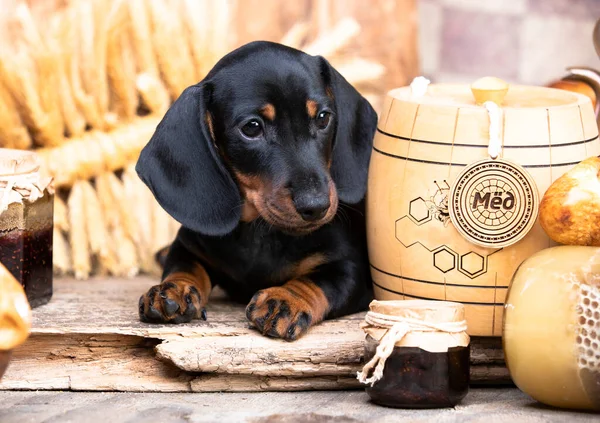 Dachshund Köpek Yiyecek Bal Muffinler Ekmek — Stok fotoğraf