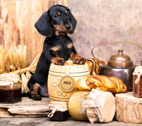 Dachshund Szczeniak Żywność Miód Babeczki Chleb — Zdjęcie stockowe