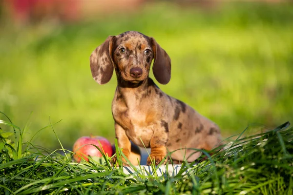 Cães Dachshunds Cachorro Grama Verde Retrato Cão — Fotografia de Stock