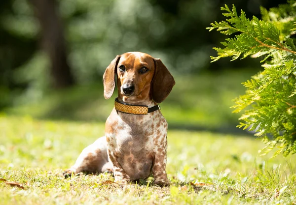 犬のDachshund Piebald子犬緑の草 犬の肖像画 — ストック写真