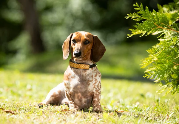 Cachorro Perro Dachshund Piebald Hierba Verde Retrato Perro — Foto de Stock