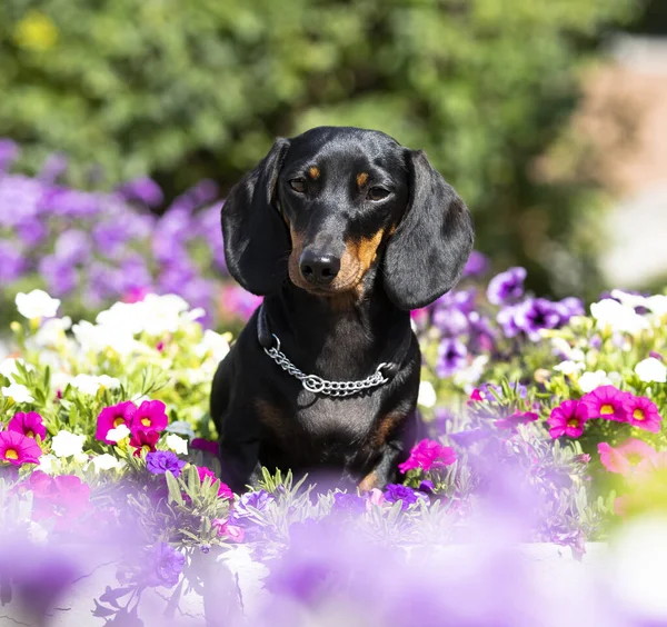 Perro Salchicha Negro Color Bronceado Flores — Foto de Stock